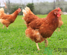 肉雞多少錢(qián)一斤？肉雞價(jià)格行情