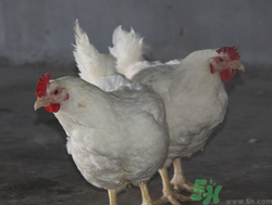 肉雞多少錢(qián)一斤？肉雞價(jià)格行情