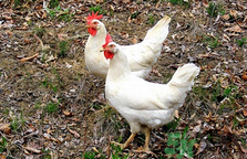 肉雞多少錢(qián)一斤？肉雞價(jià)格行情