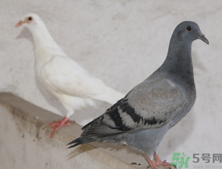 鴿子多少錢一只？鴿子多少錢一斤？