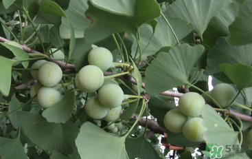 吃白果會(huì)中毒嗎？白果怎么吃不會(huì)中毒？