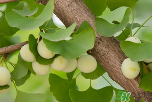 吃白果有什么好處和壞處？吃白果有什么作用？