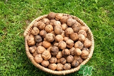 膽結(jié)石能吃核桃嗎？吃核桃能治膽結(jié)石嗎？