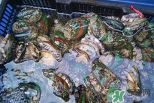 吃鮑魚要注意些什么？吃鮑魚會(huì)過敏嗎？