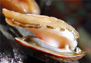 男人吃鮑魚能補(bǔ)腎嗎？腎虛能吃鮑魚嗎？