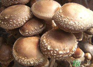 吃香菇有什么好處？吃香菇有什么壞處？