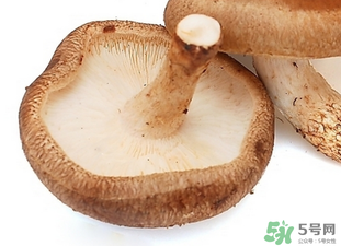 香菇根能吃嗎？香菇的根可以吃嗎？