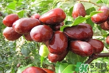吃紅棗不能補(bǔ)血嗎？紅棗亂吃不但不能補(bǔ)血