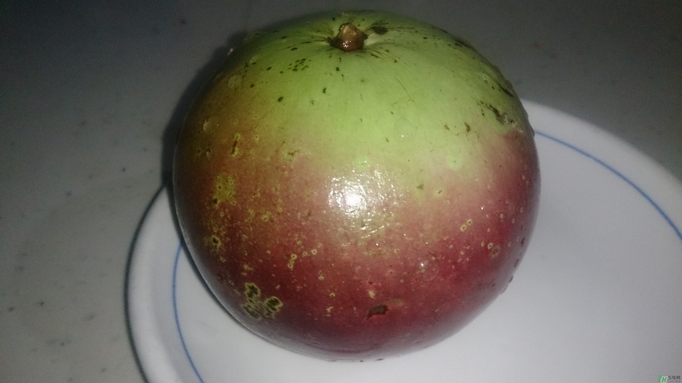 牛奶果怎么吃？牛奶果的功效與作用