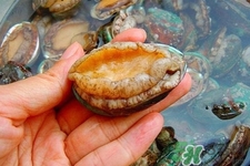 生蠔和鮑魚哪個(gè)更好吃？鮑魚和生蠔的區(qū)別