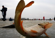 冬天釣魚用什么餌料？冬天釣魚用什么小藥？