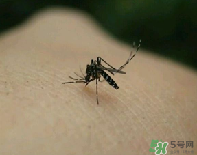 冬天有蚊子嗎？為什么冬天還有蚊子？