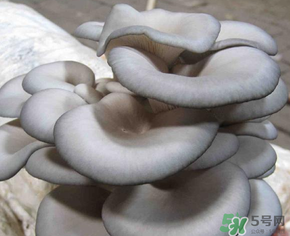 平菇可以放冰箱嗎？平菇在冰箱可以放幾天？
