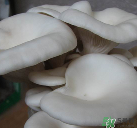 平菇可以放冰箱嗎？平菇在冰箱可以放幾天？