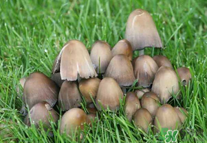 草菇不能和什么一起吃？草菇和什么相克？