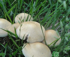 草菇不能和什么一起吃？草菇和什么相克？