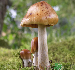 蘑菇可以放冰箱嗎？蘑菇放冰箱長毛了能吃嘛？