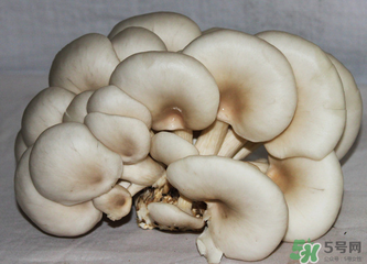 平菇怎么保存？平菇能放幾天？