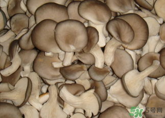 吃平菇有什么好處？平菇怎么做好吃？