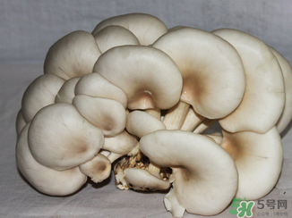 吃平菇有什么好處？平菇怎么做好吃？