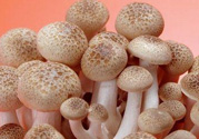 草菇可以放冰箱嗎？草菇放冰箱還能吃嗎？