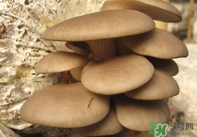 吃平菇會中毒嗎？平菇吃了會中毒嗎？