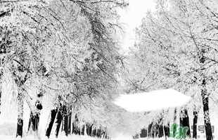 小雪喝什么茶？小雪茶品推薦