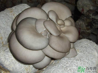 平菇是什么樣子？平菇是怎么長(zhǎng)出來的？