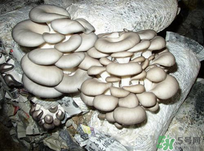 平菇是什么樣子？平菇是怎么長(zhǎng)出來的？