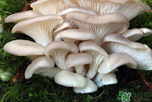 坐月子能吃平菇嗎？坐月子能不能吃平菇？