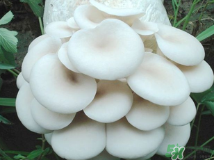 坐月子能吃平菇嗎？坐月子能不能吃平菇？
