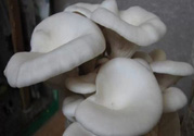 坐月子能吃平菇嗎？坐月子能不能吃平菇？