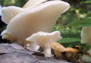孕婦可以吃平菇嗎？孕婦吃平菇有什么好處？