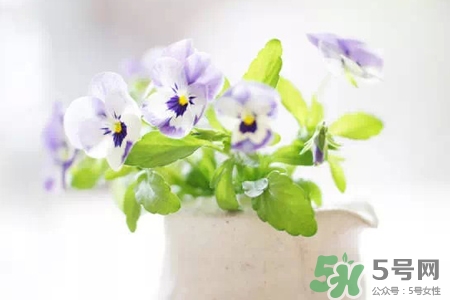 冬天陽臺種什么植物好？冬天種什么植物好養(yǎng)活？