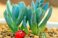 冬天陽臺種什么植物好？冬天種什么植物好養(yǎng)活？
