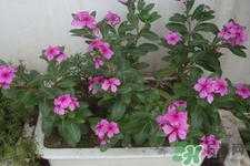 冬天陽臺種什么植物好？冬天種什么植物好養(yǎng)活？