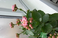 冬天陽臺種什么植物好？冬天種什么植物好養(yǎng)活？