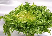 苦菊可以減肥嗎？苦菊怎么吃可以減肥？