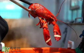 冬天有小龍蝦嗎？冬天吃小龍蝦好嗎？
