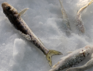 冬天怎么釣魚？冬天怎么釣鯽魚？
