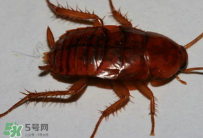 冬天有蟑螂嗎？蟑螂冬天還有嗎？