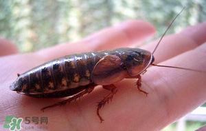 冬天有蟑螂嗎？蟑螂冬天還有嗎？