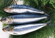 青魚(yú)是什么魚(yú)?青魚(yú)的營(yíng)養(yǎng)價(jià)值及功效