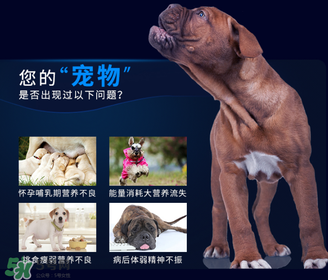 狗狗營養(yǎng)膏一天吃幾次？狗狗營養(yǎng)膏一天喂多少？