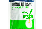 冬天喝板藍(lán)根好嗎？板藍(lán)根的功效與作用