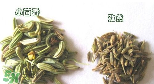 小茴香是孜然嗎？小茴香和孜然的區(qū)別