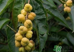 巴豆可以治療便秘嗎？便秘可以吃巴豆嗎？