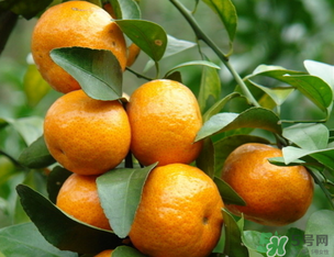 小橘子上火嗎？小橘子吃多了會上火嗎？