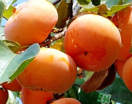 一天可以吃幾個柿子？柿子每天可以吃幾個？