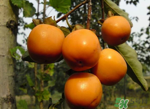 一天可以吃幾個柿子？柿子每天可以吃幾個？